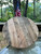 24" Round Rustic Pine Wood Table Top – Rough Sawn Sawmill Finish