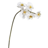 WIN *  Mini Phalaenopsis x5 20" White