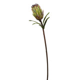 WIN *  Mink Protea 29" Green