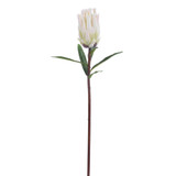 WIN *  Mink Protea 29" White