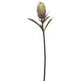 WIN *  Protea 24" Green