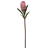 WIN *  Protea 24" Pink