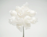 BBW * Rosebud 5/8" White White
