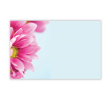 NS Pink Gerbera * D88-SP0692