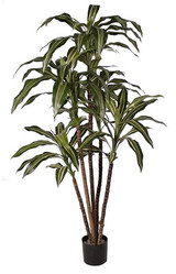 AG *  6ft PTD Dracaena Warnecki Tree