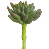 AS *  6.25" RT Spike Aeonium Pick