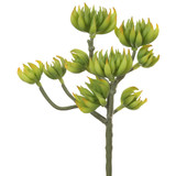 AS *  9.4" Spike Aeonium Pick