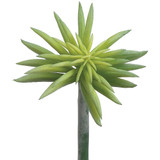 AS *  6" RT Starbust Succulent Pick