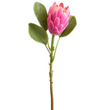 AS *  21" Protea Spray Cerise
