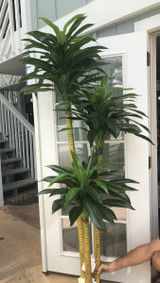 SW *  6ft Dracaena in Pot