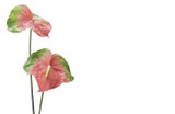 OBU*Enc Cd Anthurium Obake