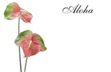 OBU*Enc Cd w/Aloha Anth Obake