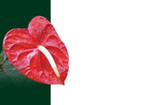 OBU*Enc Cd Anthurium Red