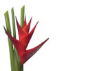 OBU*Enc Cd Heliconia Red