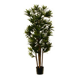 AG *  Dracaena Multi PTD 5ft