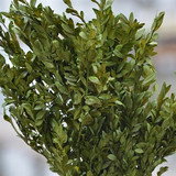 KN * Boxwood 5oz Green
