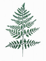 NIC *  15" Leatherleaf Fern Green
