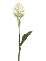 AS *  30.5" Ginger Spray Cream
