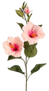 AS *  31" Hibiscus x2 w/bud Pink