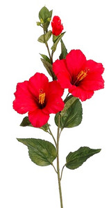 AS *  31" Hibiscus x2 w/bud Red