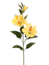 AS *  31" Hibiscus x2 w/bud Yellow