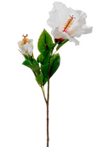 AS *  26" Hibiscus White Beauty