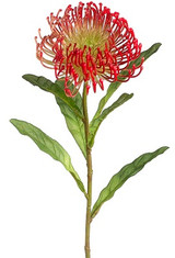 AS *  26" Protea Spray Coral