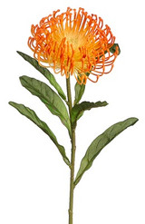 AS *  26" Protea Spray Orange