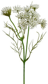 AS *  13.5" Queen Anne's Lace White