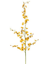 AS *  40" Dancing Orchid Yellow