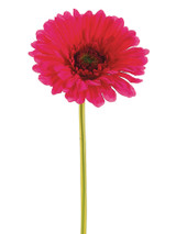 AS *  9" Gerbera Daisy Beauty