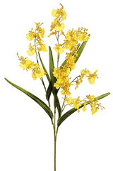 AS *  36" Dancing Orchid x3 Yellow