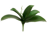 AS *  10" Phalaenopsis Plant Green