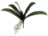 AS *  9" Phalaenopsis Plant GR/BU