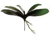 AS *  13" Phalaenopsis Plant GR/BU