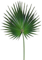 AS *  30" Fan Palm Spray Green