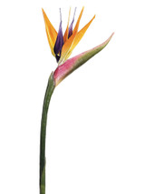 AS *  37" Bird of Paradise Natural