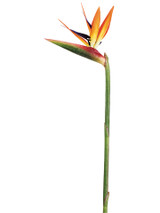 AS *  31" Lg Bird of Paradise