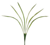 AS *  26" Cymbidium Plant 6L Green