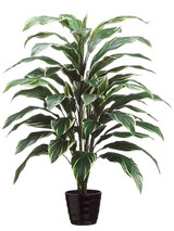 AS *  40" Cordyline Plant x4 Grn/Wht