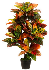 AS *  36" EVA Croton Plant Grn Pk