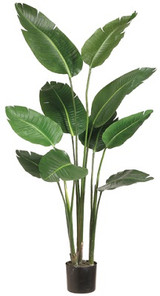 AS *  5ft Bird of Paradise Plant Grn