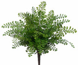 AS *  16" Maidenhair Fern Bush Green