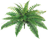 AS *  19" Boston Fern Bush x24