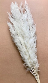 KN * Feather Grass Bleached