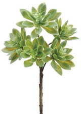AS *  12" Echeveria Spray Green