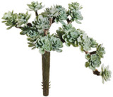 AS *  5" Sedum Pick 30L Green Dusty