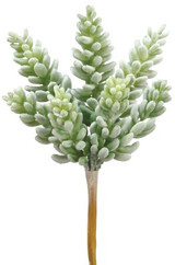 AS *  7.5" Sedum Pick Green Gray
