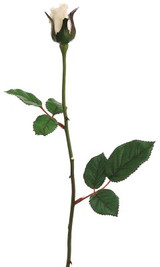 AS *  23" Rose Bud x1 Vanilla