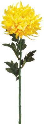 AS *  24" Chrysanthemum Yellow Gold